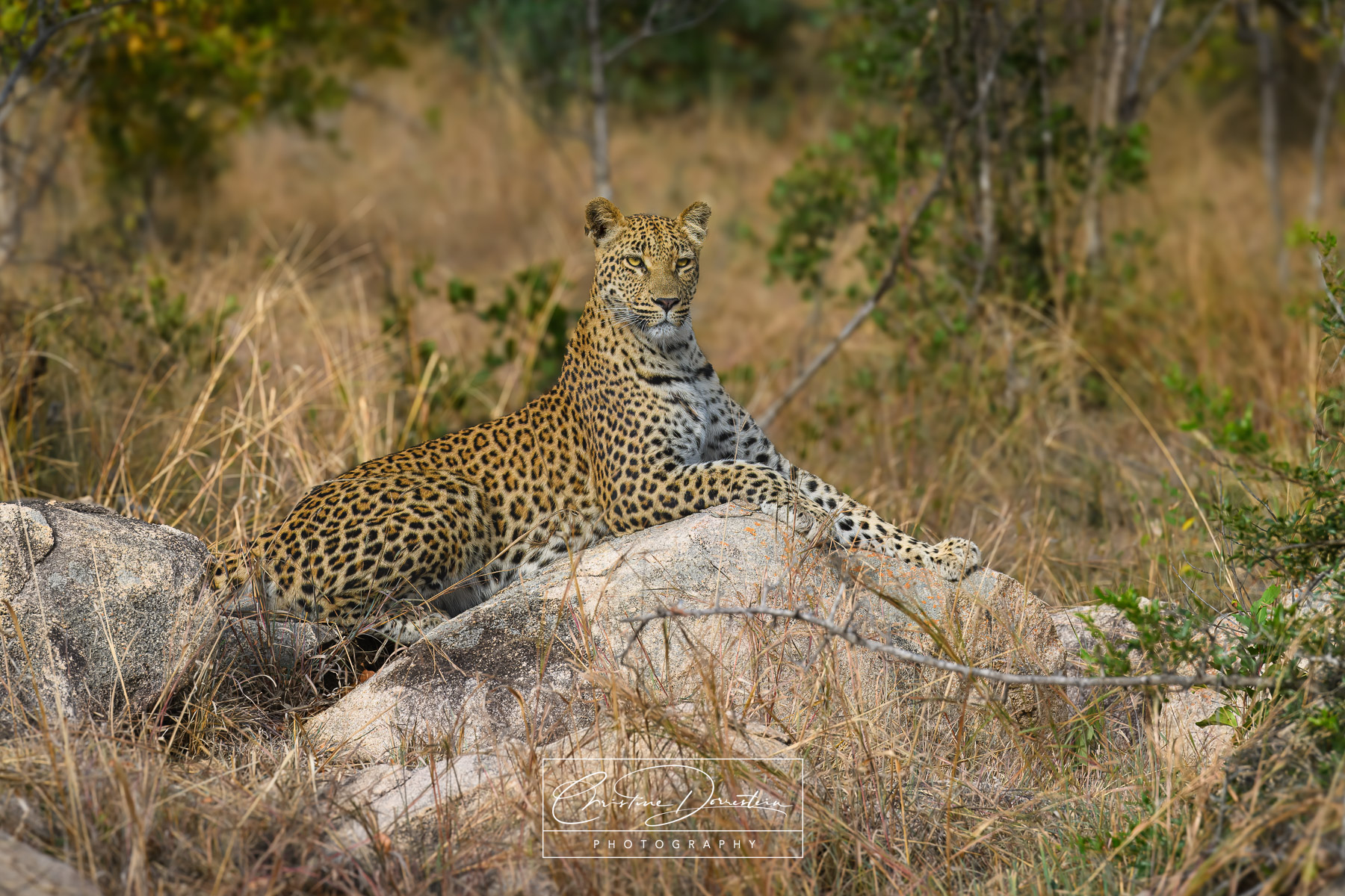 Golonyi -- Queen on Her Throne. &nbsp;This beautiful female leopard almost seemed to be posing for the camera. &nbsp;A true beauty...