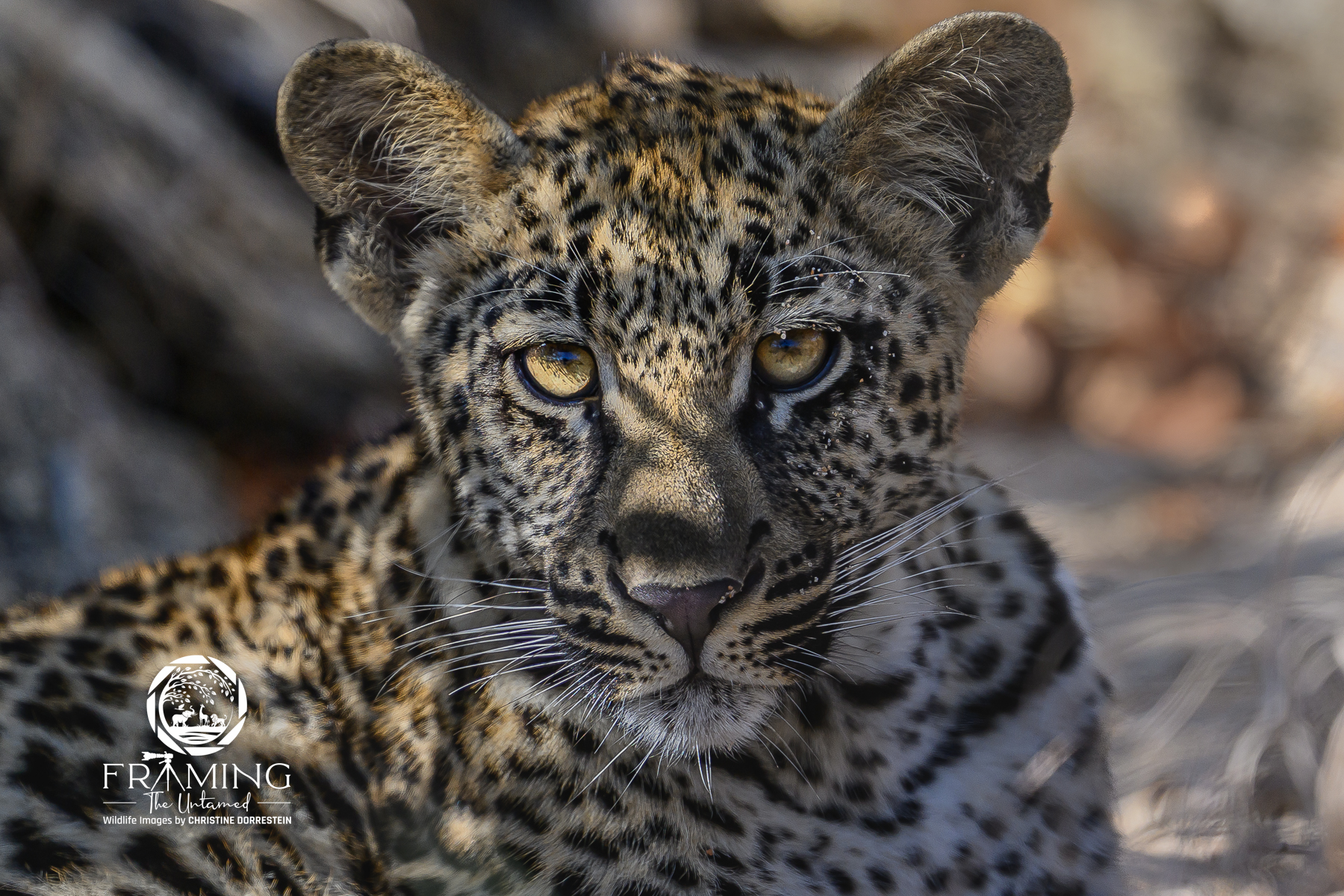 SILENT IN THE SHADE Spent a lot of time with this beautiful Sabi Sands cub and its mother. I thought it was a great moment to photograph the cub...