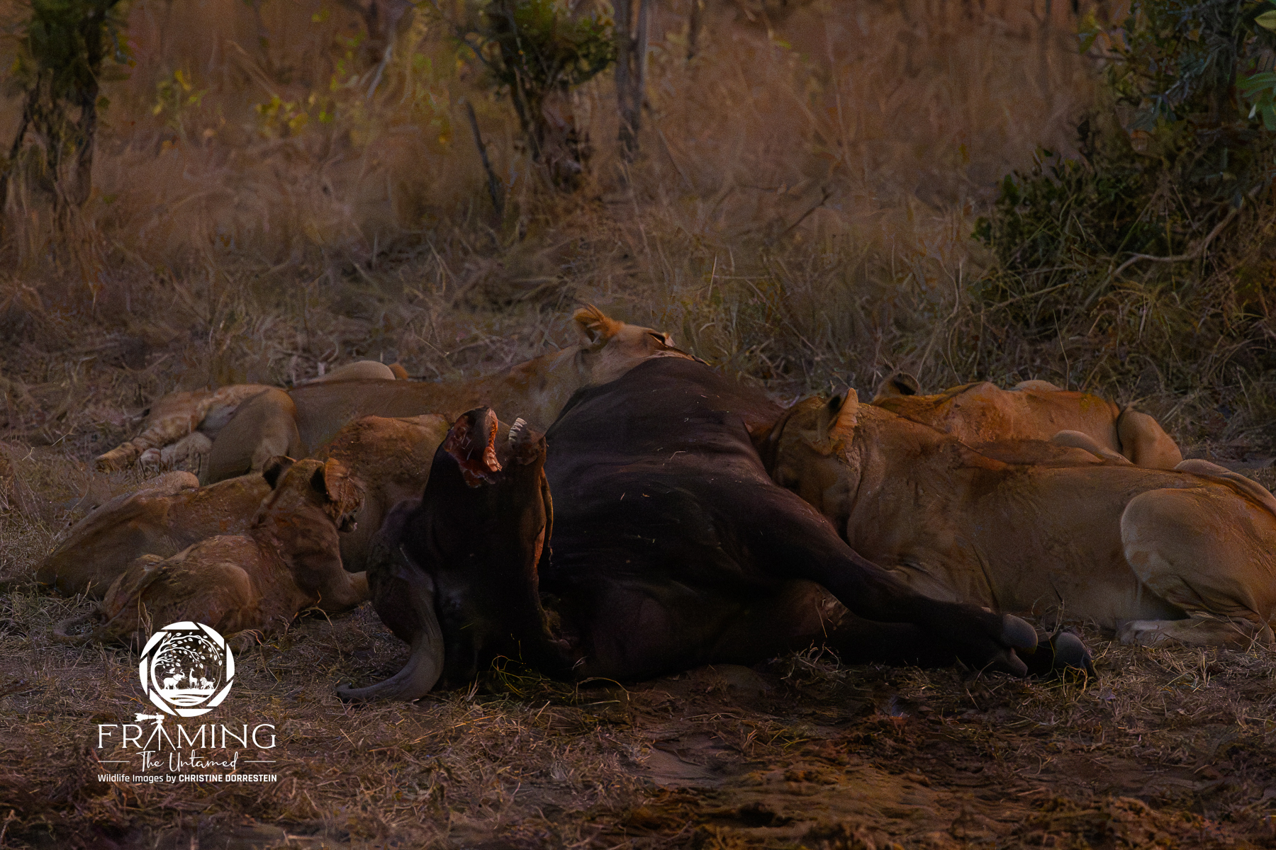 THE KILL Dramatic scene of a lion pride feeding on a massive Cape Buffalo. The buffalo’s head and position with its mouth wide...