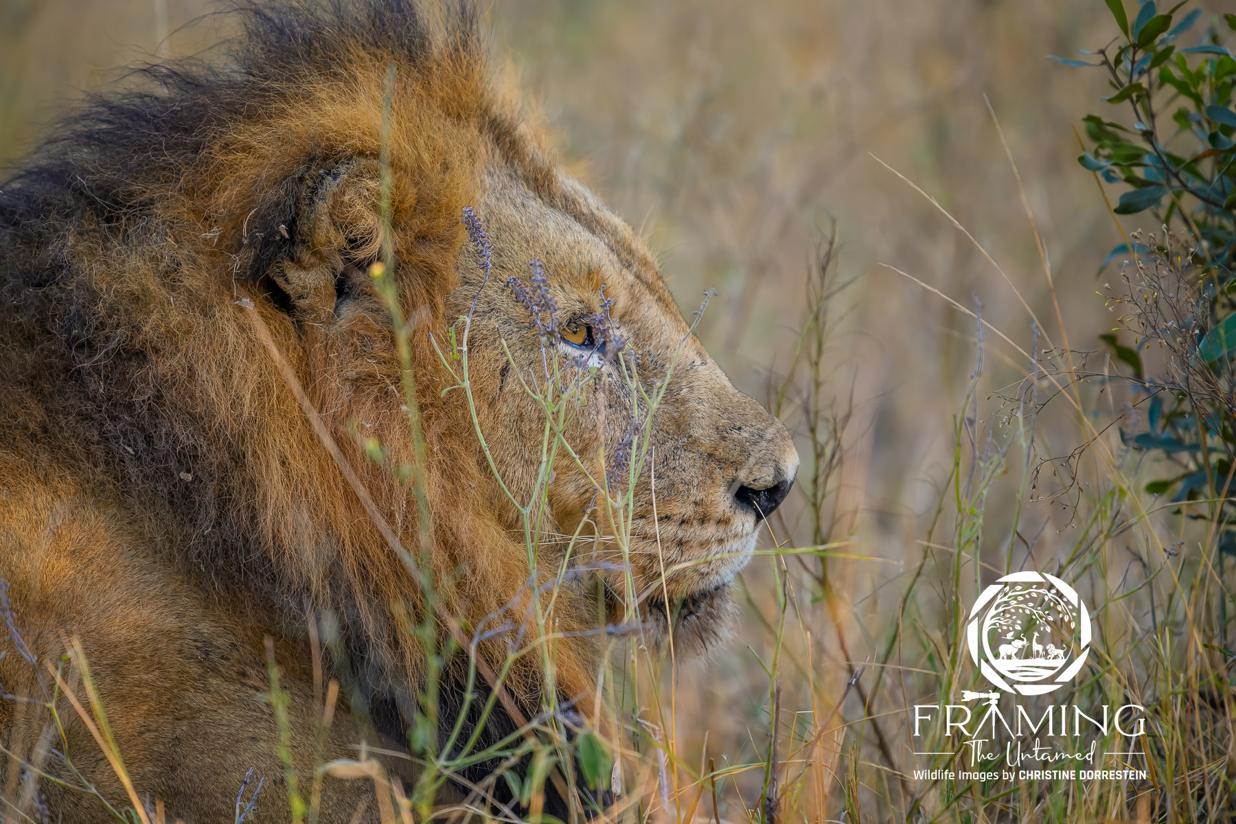 THE KING AT REST Dominant Male Lion. Every lion is not just a symbol of strength — it’s a guardian of balance in its ecosystem. Protecting...
