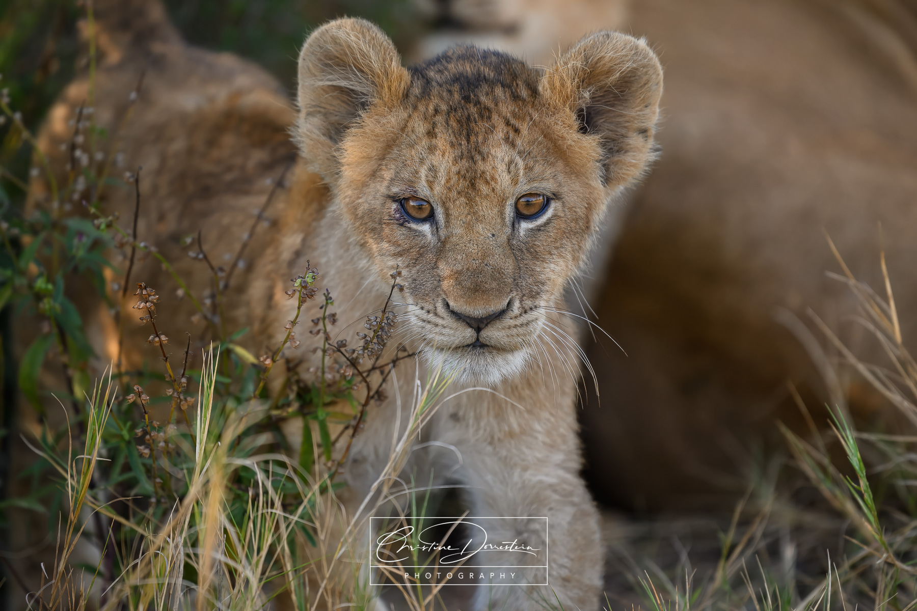 UNTAMED EYES This little cub is more than just the pride's newest member. He is the heir to a kingdom.