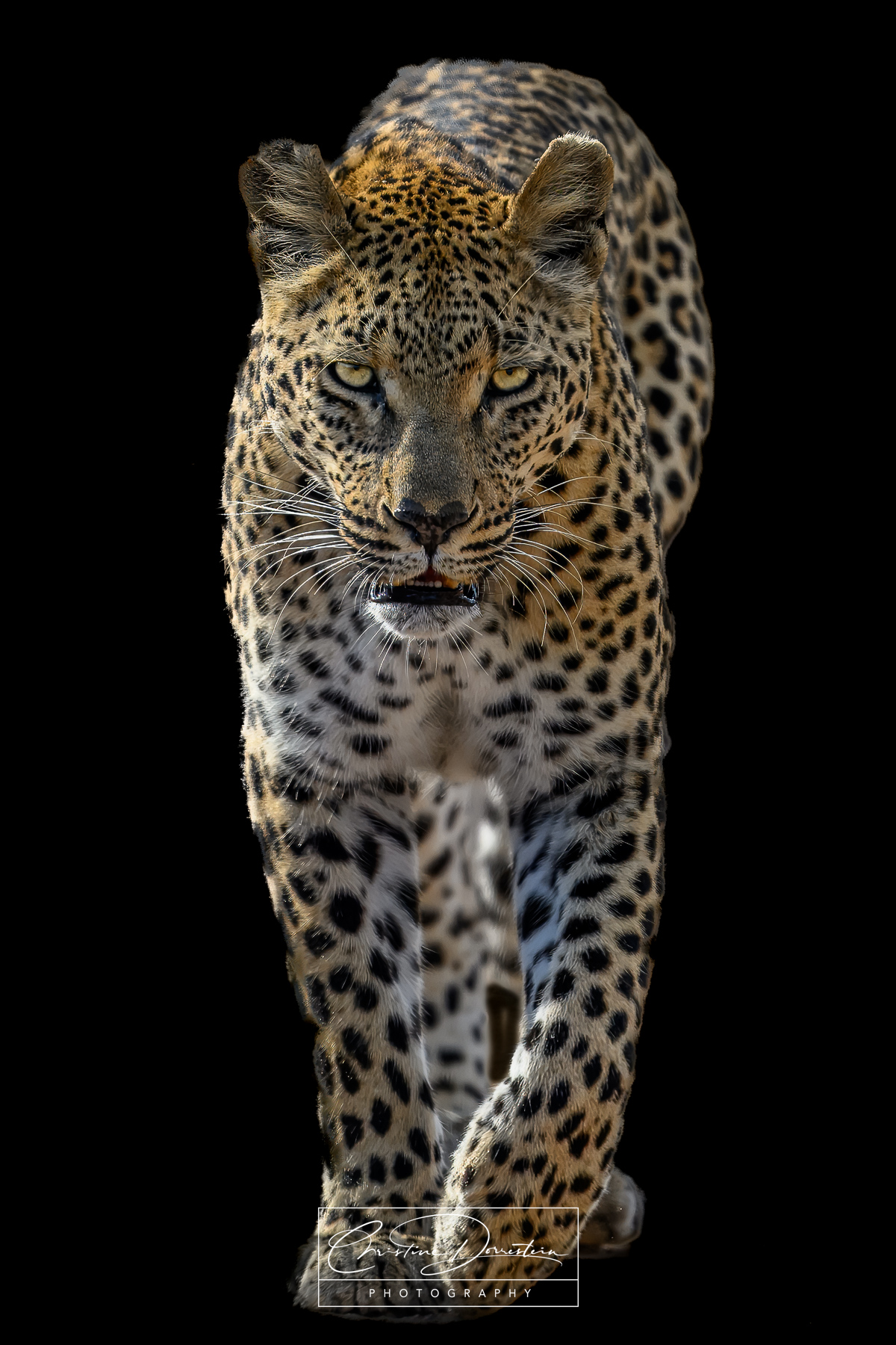 UNTAMED FOCUS There’s just something about a leopard that can stir your soul. The way they move – silent, sleek, and effortlessly...